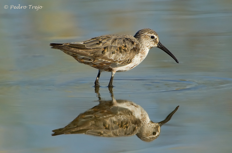 Correlimos zarapitin (Calidris ferruginea)